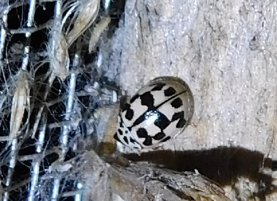Oenopia conglobata - rózsás katica