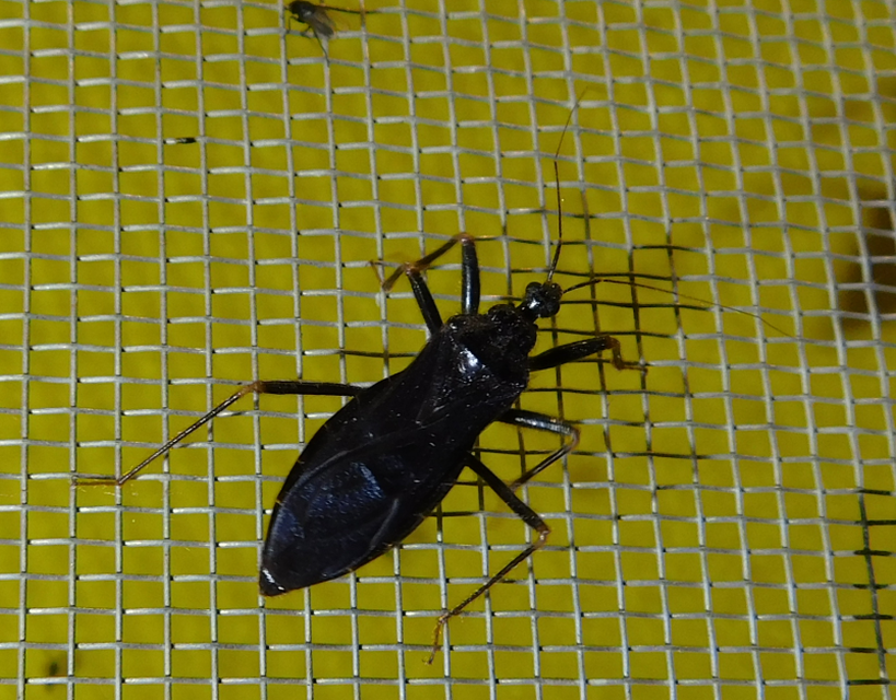Reduvius personatus - szemetes zugpoloska