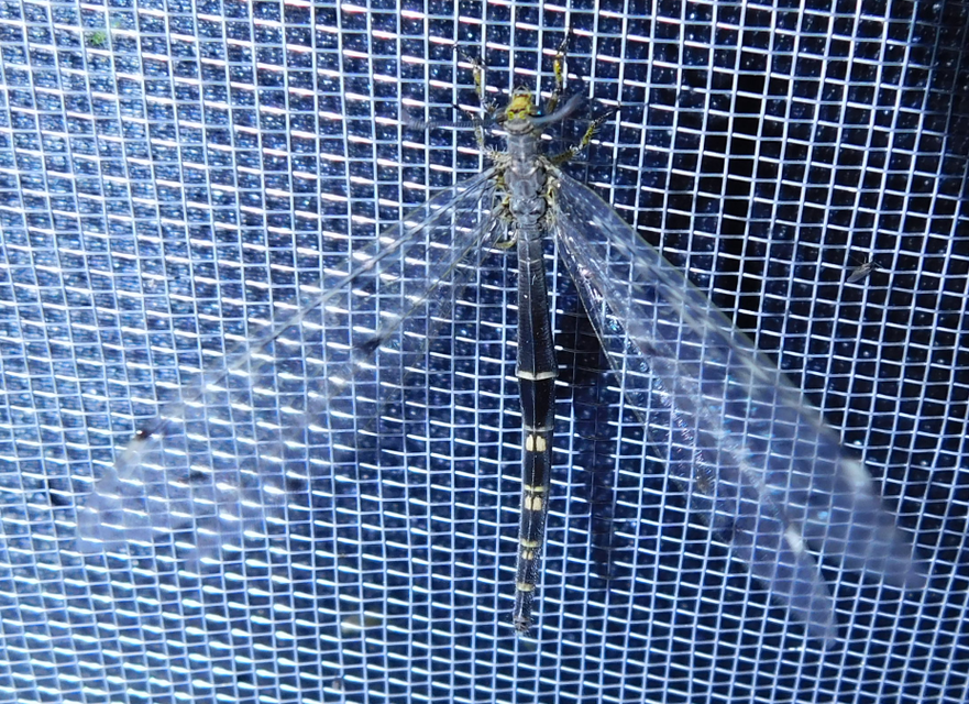 Distoleon tetragrammicus - négyfoltos hangyaleső Distoleon tetragrammicus - négyfoltos hangyaleső