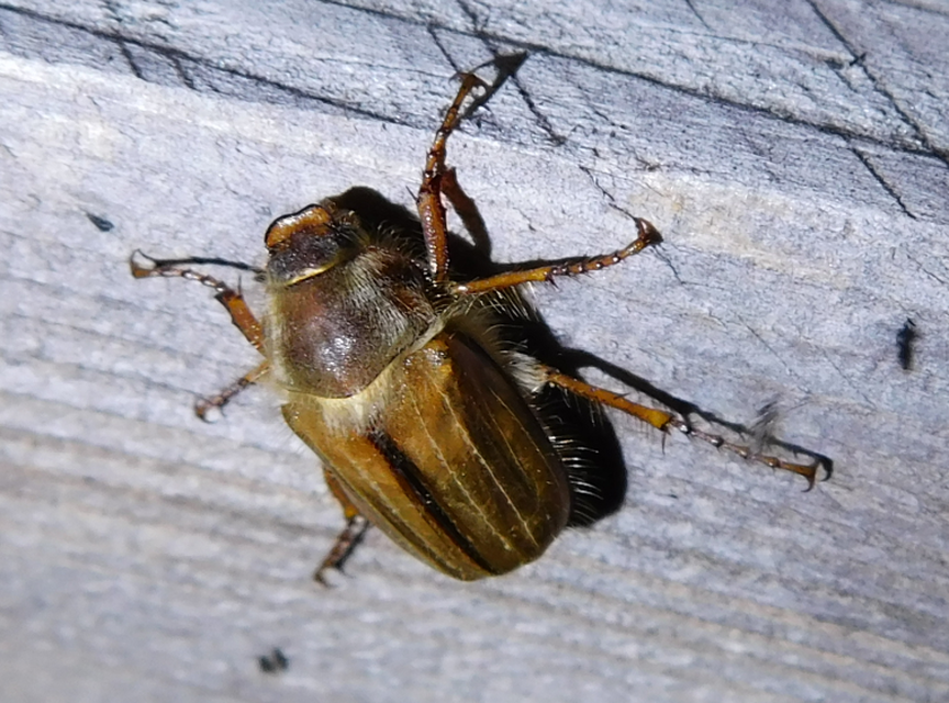 Amphimallon solstitiale - bordás sárgacserebogár