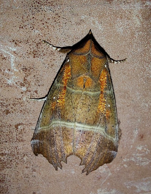 Scoliopteryx libatrix - vörös csipkésbagoly