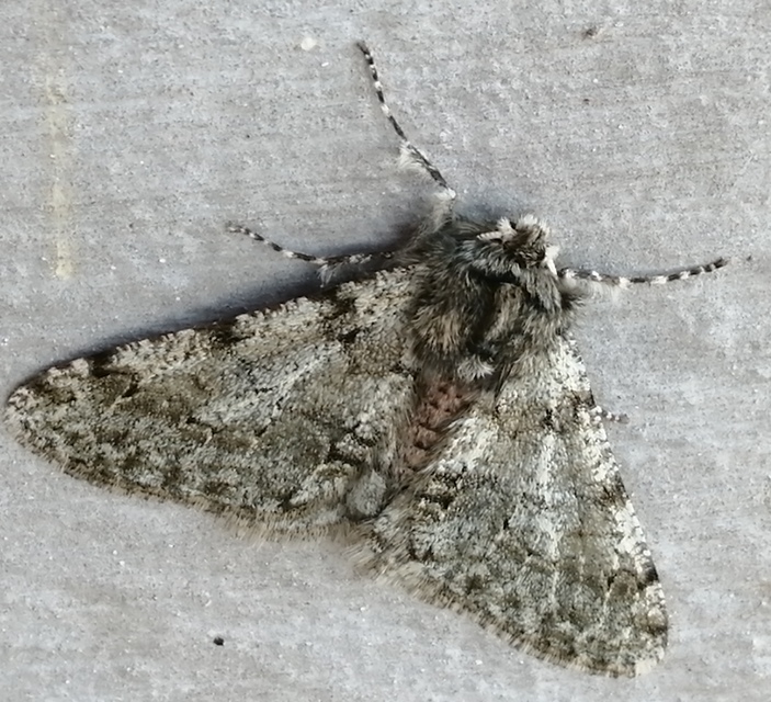 Apocheima pilosaria - zöldes tavasziaraszoló