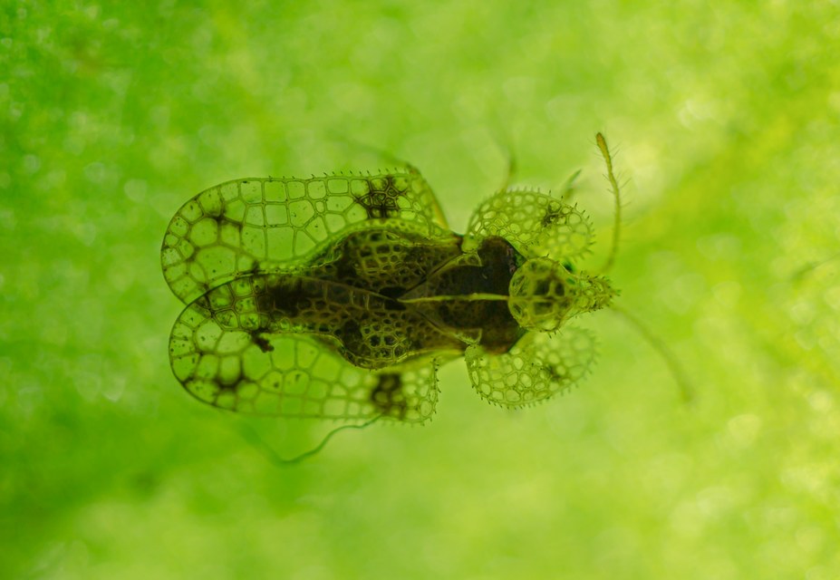 Corythucha arcuata - tölgy-csipkéspoloska