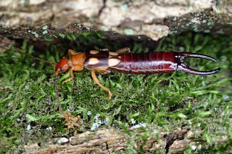Forficula smyrnensis - szmirnai fülbemászó