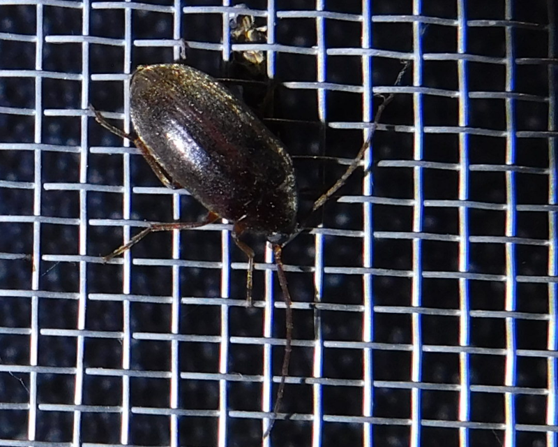 Hymenalia rufipes - rőtlábú alkonybogár