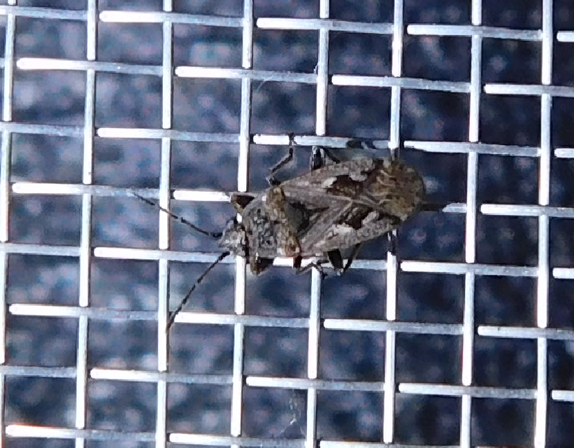 Sphragisticus nebulosus - foltos bodobács