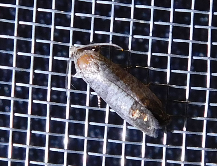 Cydia pomonella - almamoly