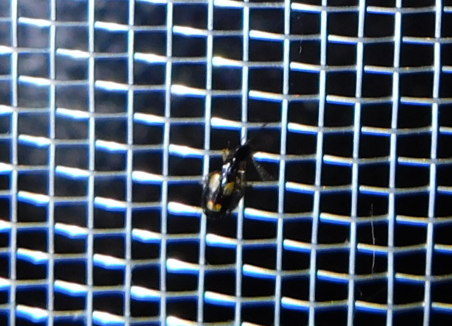 Calodromius spilotus - vállfoltos kéregfutó