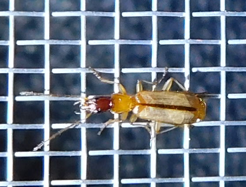 Paradromius longiceps - hosszúfejű kéregfutó