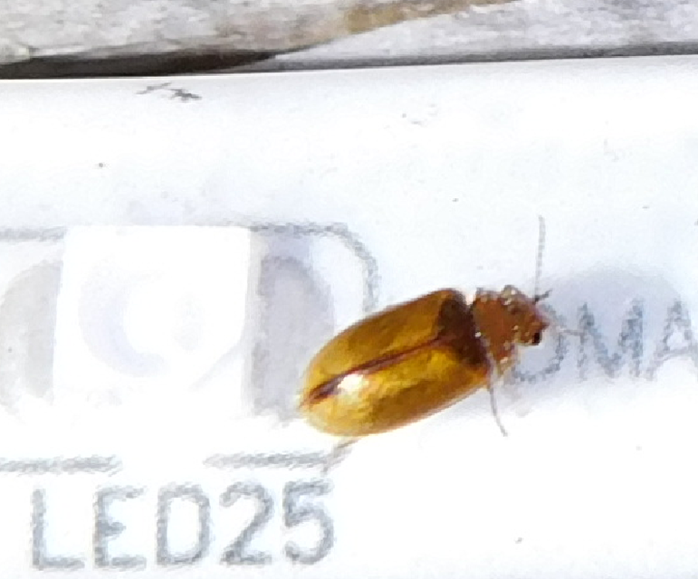 Scirtidae - rétbogárfélék