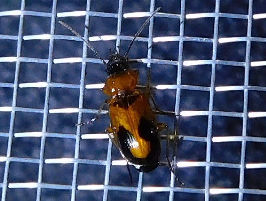 Badister meridionalis - közönséges posványfutonc