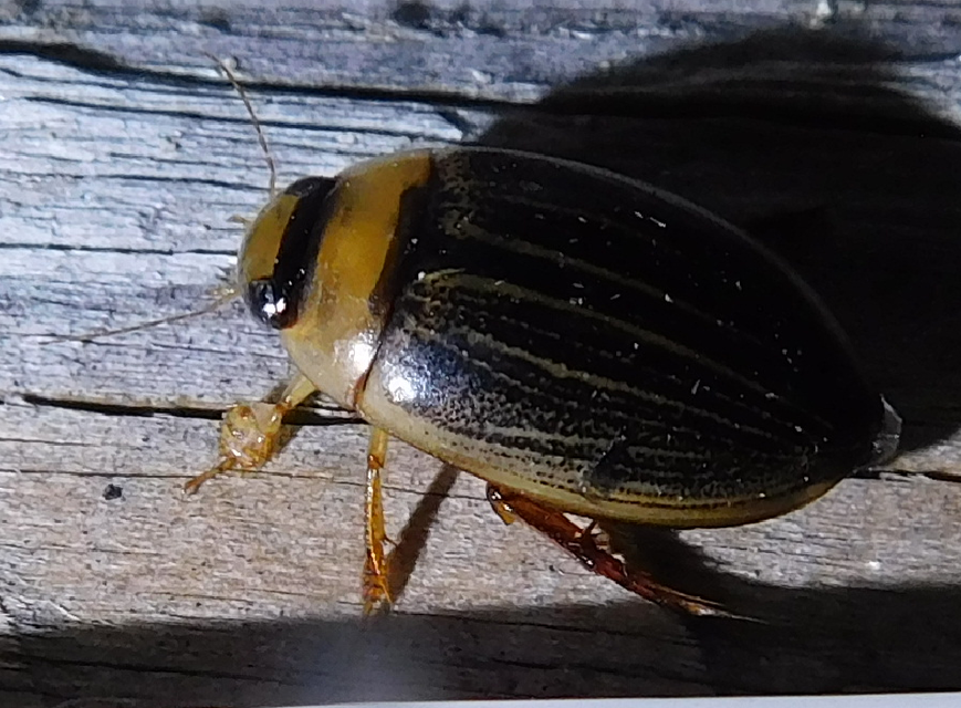 Hydaticus grammicus - déli mocsáricsíkbogár