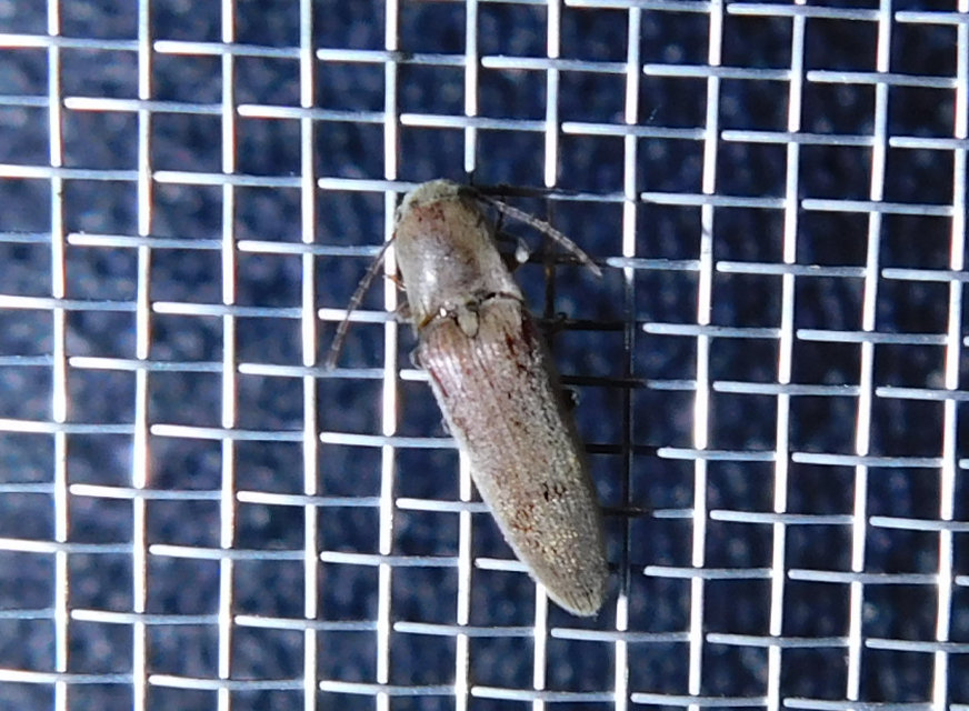 Synaptus filiformis - talpas pattanó