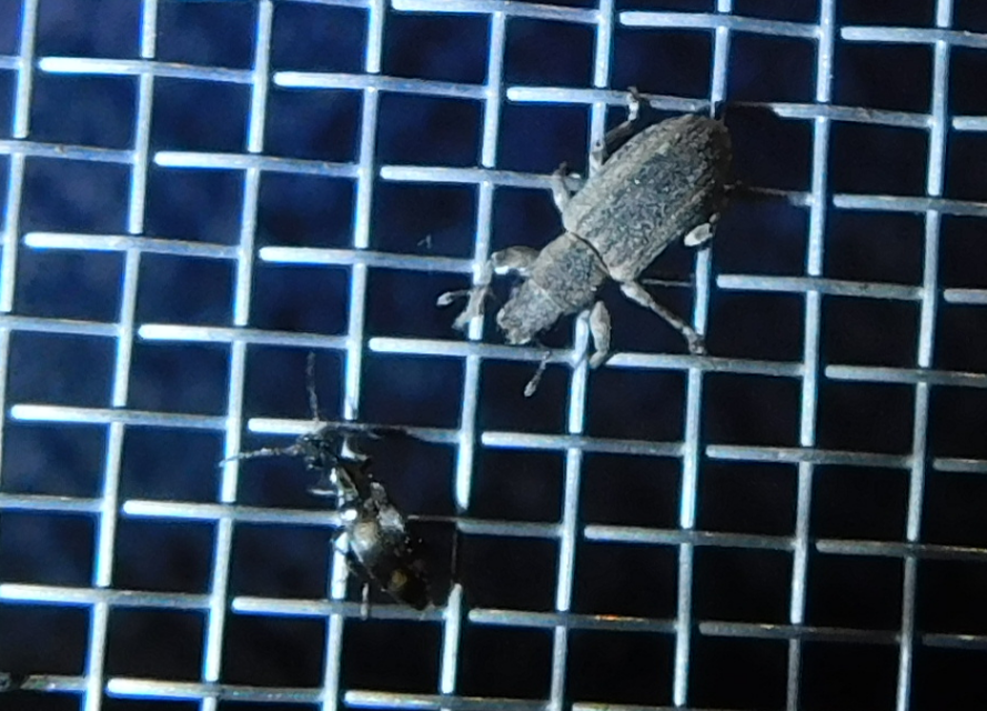 Notoxus trifasciatus - szalagos nyakszarvúbogár