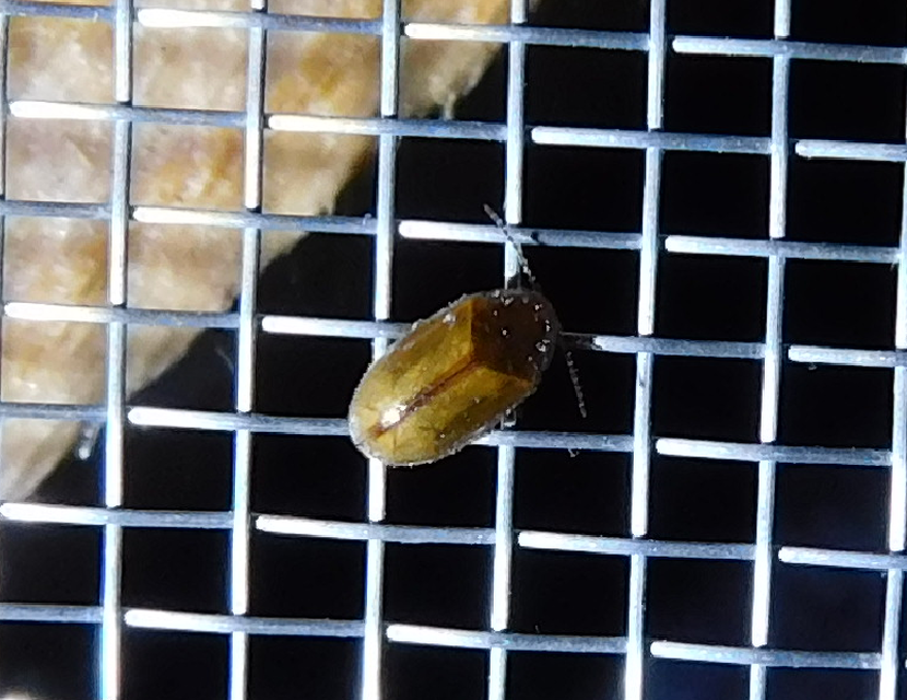 Scirtidae - rétbogárfélék