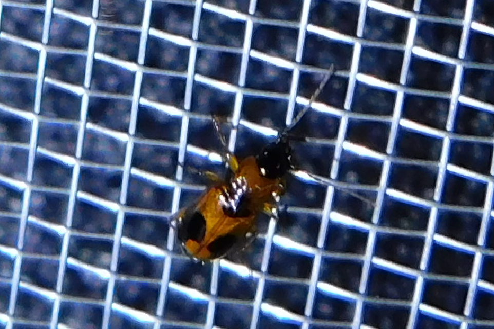 Badister meridionalis - közönséges posványfutonc
