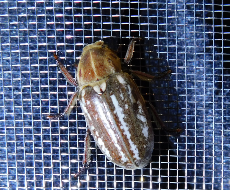 Anoxia orientalis - keleti cserebogár
