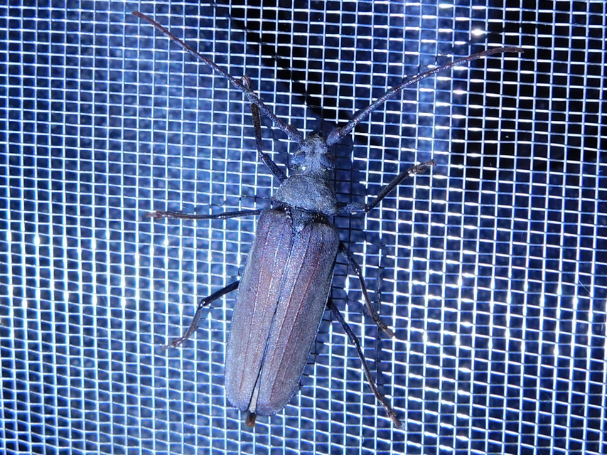 Aegosoma scabricorne - diófacincér