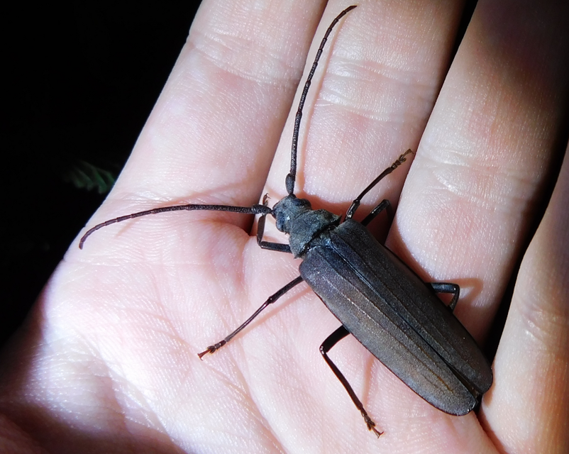 Aegosoma scabricorne - diófacincér
