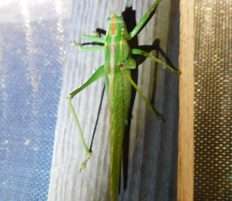 Tettigonia viridissima - zöld lombszöcske