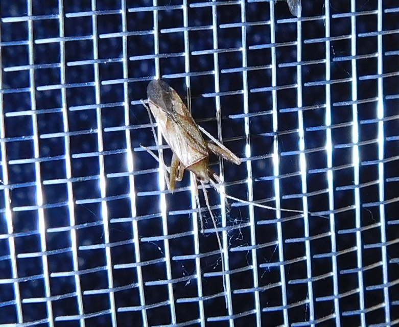 Phytocoris