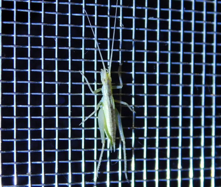 Oecanthus pellucens - pirregőtücsök