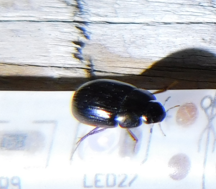 Hydrobius
