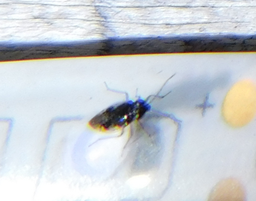 Saldidae - partipoloskák