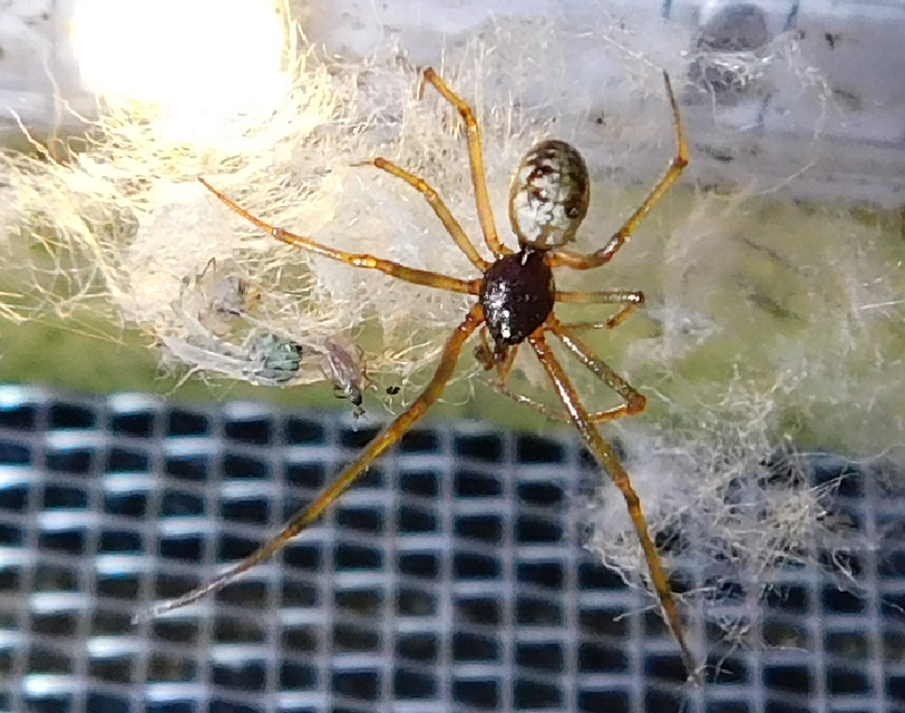 Steatoda triangulosa - háromszöges faggyúpók