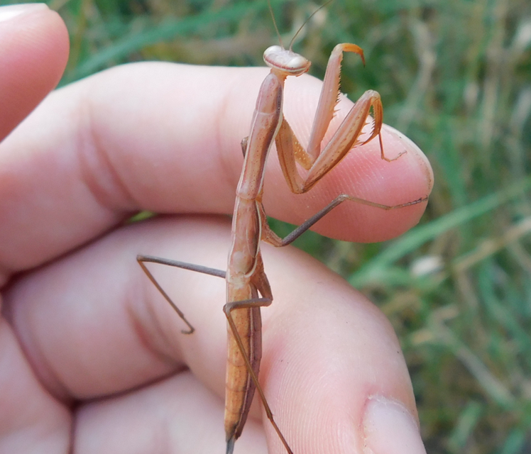 Mantis religiosa - imádkozósáska