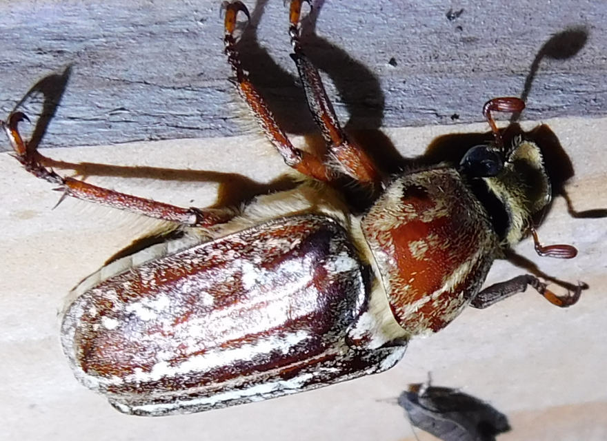 Anoxia orientalis - keleti cserebogár