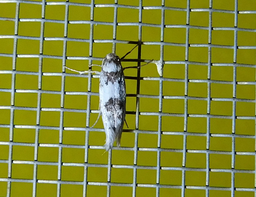 Episcythris triangulella - mediterrán zöldmoly