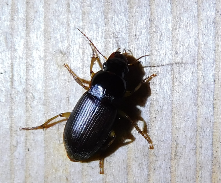 Harpalus griseus - kis selymesfutó