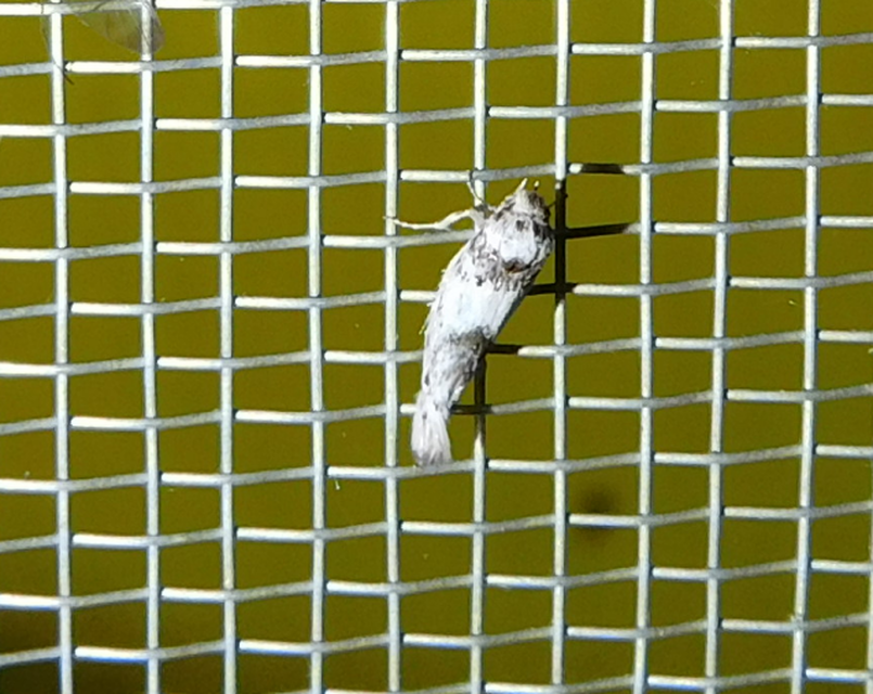 Episcythris triangulella - mediterrán zöldmoly
