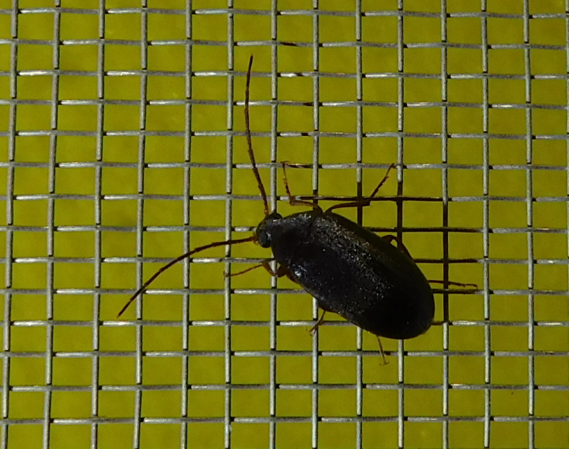 Hymenalia rufipes - rőtlábú alkonybogár