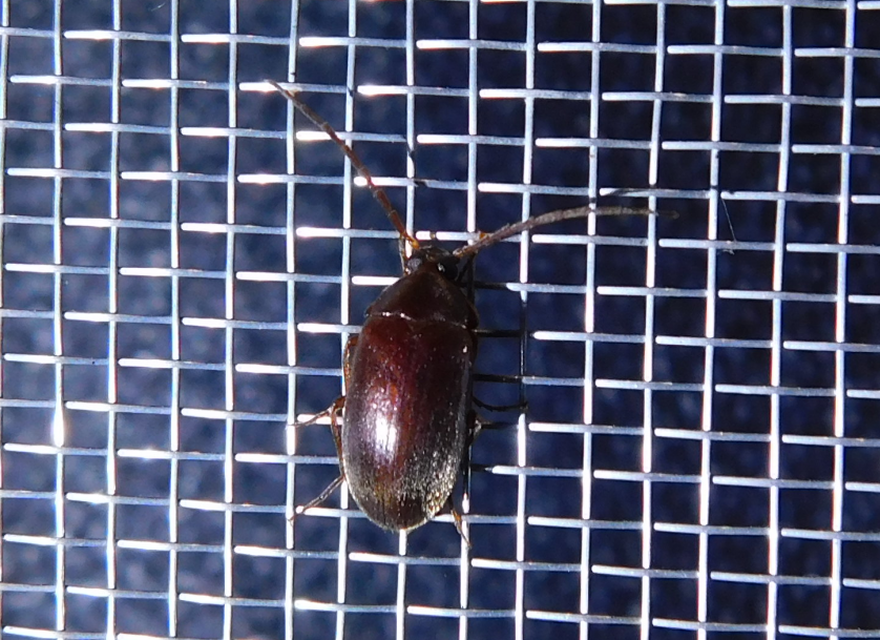 Hymenalia rufipes - rőtlábú alkonybogár