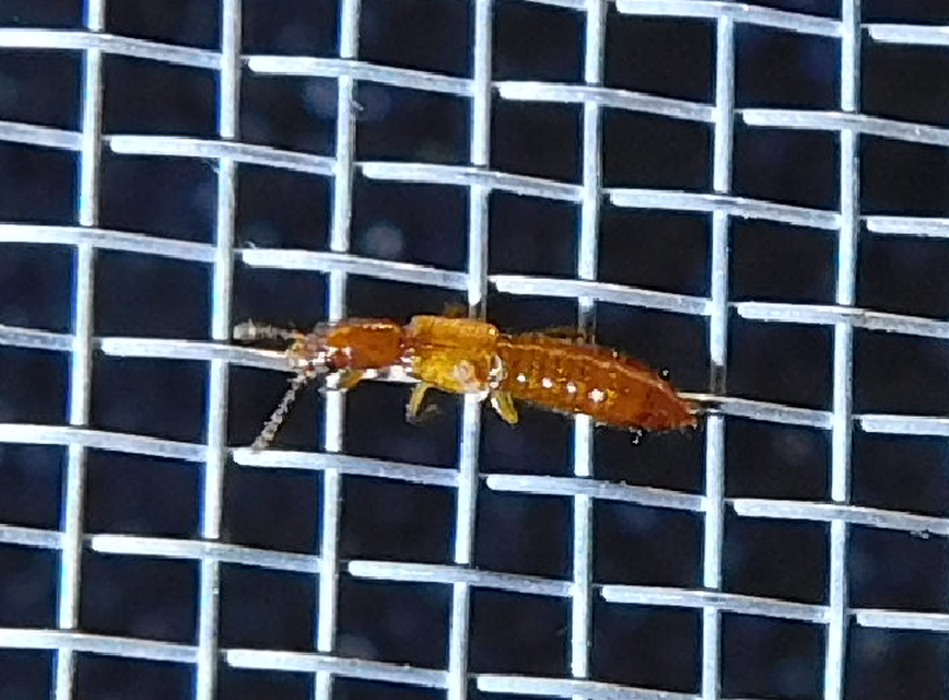 Planeustomus