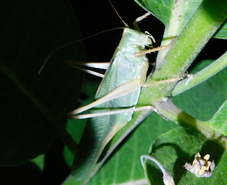 Tettigonia viridissima - zöld lombszöcske
