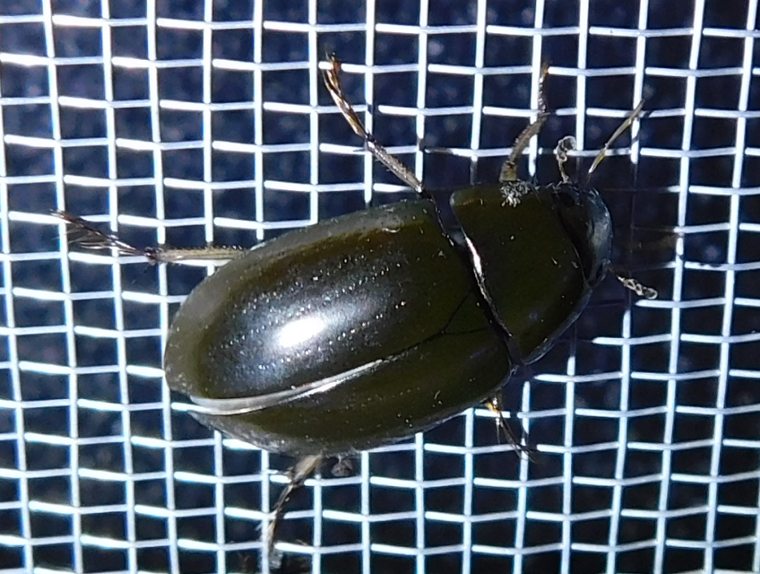 Hydrochara flavipes - sárgalábú csibor