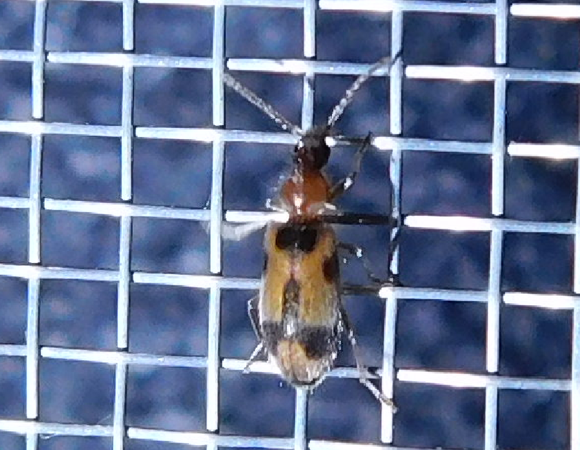 Notoxus appendicinus - déli nyakszarvúbogár