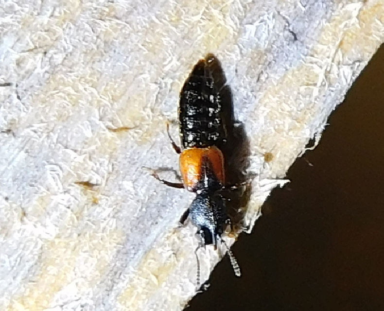 Bledius tricornis - háromszarvú ásóholyva Bledius tricornis - háromszarvú ásóholyva