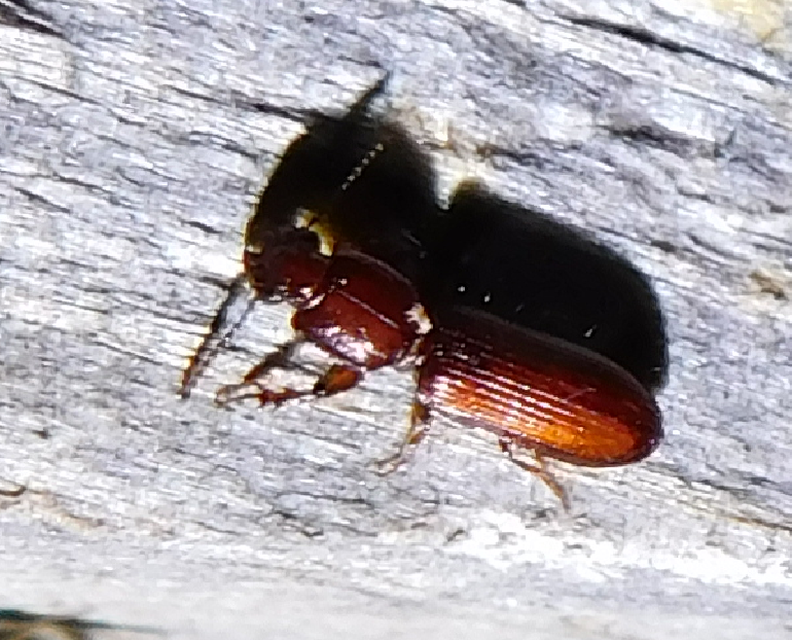 Clivina ypsilon - sziki vakondfutó