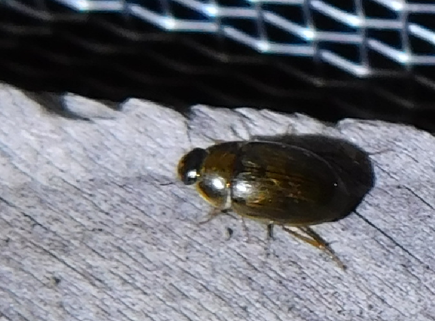 Enochrus