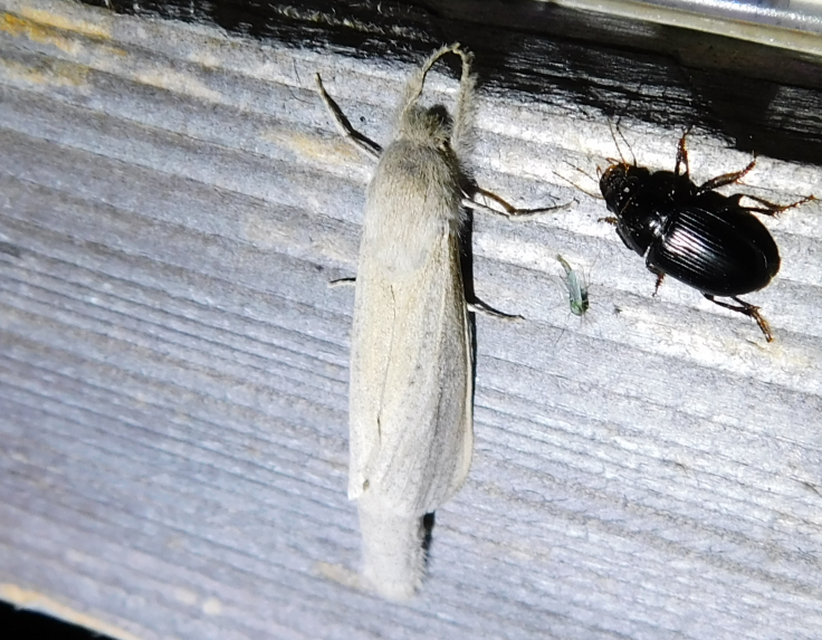 Phragmataecia castaneae - nádfúrólepke