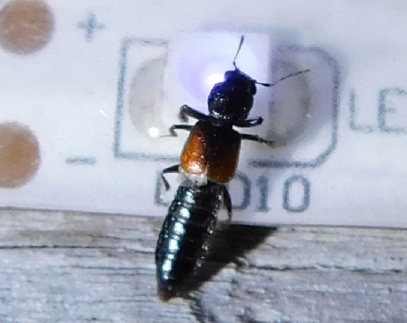 Bledius tricornis - háromszarvú ásóholyva Bledius tricornis - háromszarvú ásóholyva
