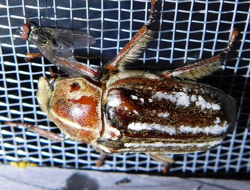 Anoxia orientalis - keleti cserebogár