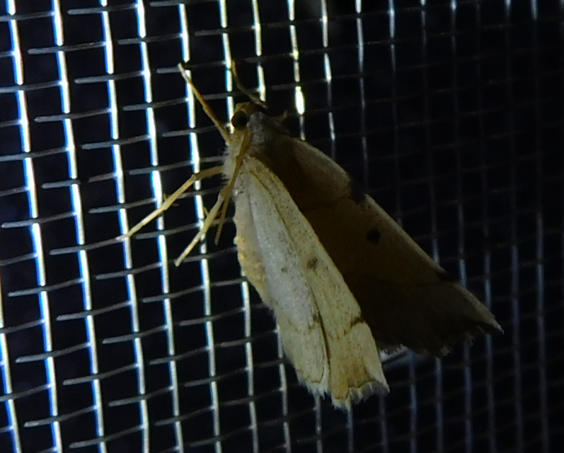 Eilicrinia trinotata - háromjegyű araszoló