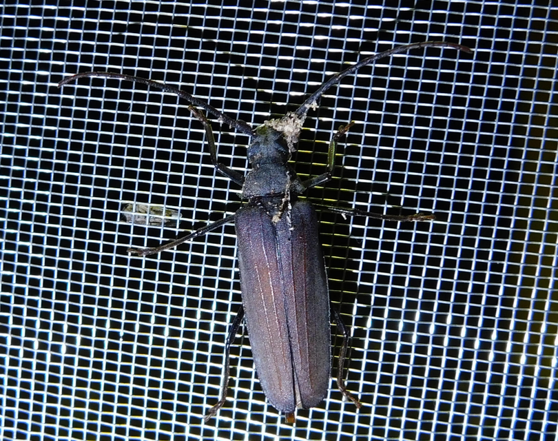 Aegosoma scabricorne - diófacincér