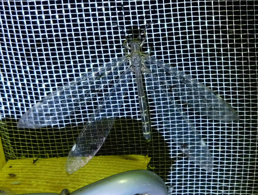 Distoleon tetragrammicus - négyfoltos hangyaleső Distoleon tetragrammicus - négyfoltos hangyaleső