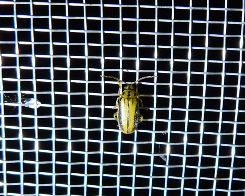 Xanthogalerucella luteola - szilfa-olajosbogár